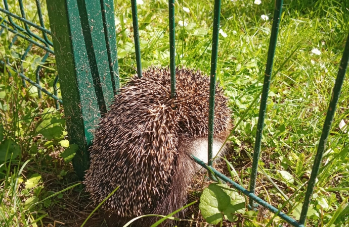 {Straż Miejska w Olsztynie miała dwie nietypowe interwencje.}